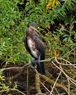 IMG_1555 Kopie4.jpg