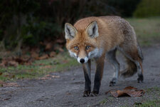 Rotfuchs 6967.jpg