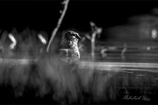 DSC_3683_low.jpg