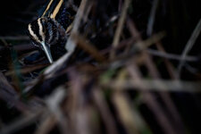 _NZ92126_farbig_1500px.jpg