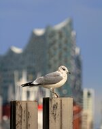 IMG_1433 Kopie4.jpg