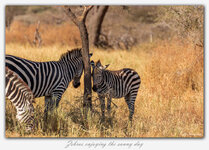 #2 Zebras Enjoying the Sunny Day.jpg