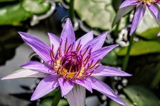 DSC05073 Seerose Tropenhaus Bot. Garten 2024.JPG