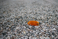 DSCF0987.jpg