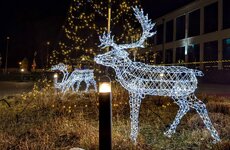 PXL_20241218 Hirsche Am Boddenhus Weihnachtsbaum 2024 1920.jpg