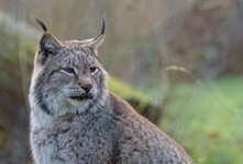 Luchs - Portrait.jpg