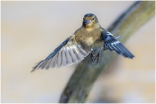 NZ9_5801+ Buchfink mkl2,5 D.jpg