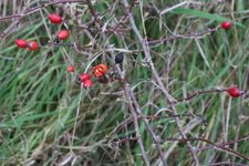 kleinBeeren2.jpg