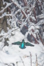 DSC_3132-SAI.jpg