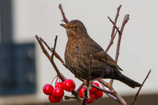 IMG-2025-01-04-0068-CR3-Bearbeitet.jpg