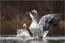 NZ8_2132+ mkl2,5 D.jpg