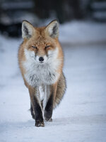 Rotfuchs 0139  (1 von 1).jpg