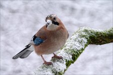 comp_P1160737_DXOa.jpg