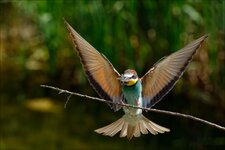 comp_P1220426_DXOa.jpg