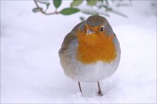 comp_P1000663_DXOa2.jpg