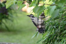 DSC_q4365.JPG