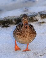 IMG_3812a3.jpg