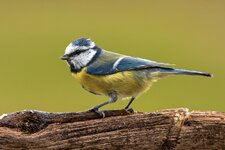 comp_IMG_4823.jpg