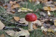 DSC_4748_1.JPG