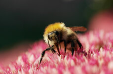 Hummel7.jpg