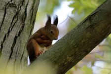 comp_DSC_1725.jpg