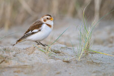 DSC_4705-Verbessert-RR.jpg