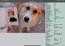 IMG_2096.jpeg