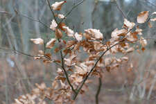 RF 50 Test-4.jpg
