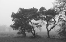 baum 4 sw.jpg