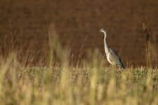 DSC_5917_DxO.jpg