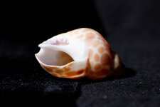 Stoff-L-1.jpg