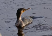 IMG_4041a2.jpg