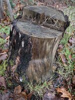 Baumstumpf-1.jpg