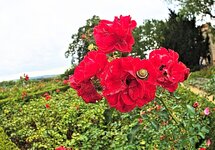 Rose.jpg