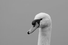 _DSC4971.jpg _DSC4971.jpg