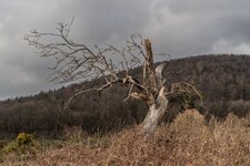 _DSC5211.jpg