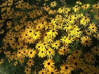 IMG_20110911_164146.jpeg