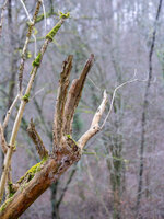 20250206-DSCF0864-Verbessert-RR.jpg