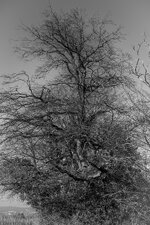 bwtree.jpg