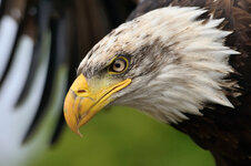 1 dfn Weisskopfseeadler jung fertig .jpg