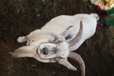 Zirkus (98) (Medium).JPG