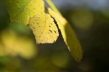 IMG_1514-als-Smartobjekt-1.jpg