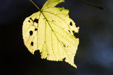 IMG_1545-als-Smartobjekt-1.jpg