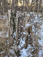 IMG_20250216_080638.jpg