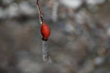comp_Frostiger Morgen im Calenberger Land9474.jpg