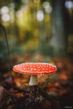 IMG_2833.jpg