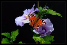 Tagpfauenauge auf Hibiskus.jpg