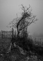 Nebelbaum im Weinberg.jpg