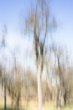 Baumstimmung_ICM.jpg