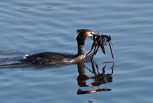 IMG_5678a1z.jpg